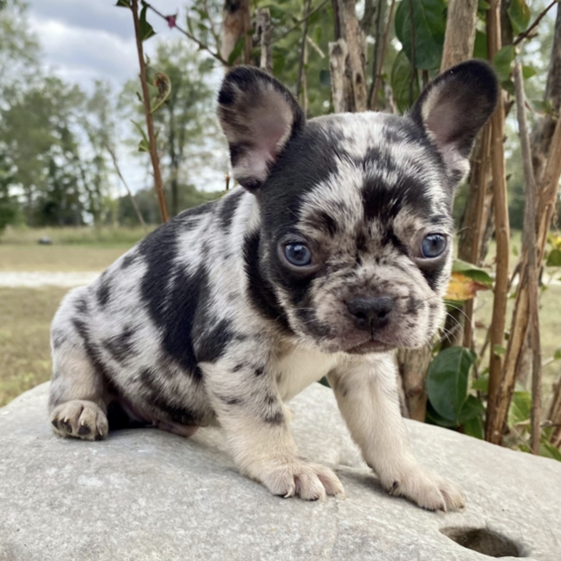 comprar cachorros sanos, baratos y asequibles para la venta
